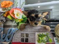 Xyla, a female Yorkshire Terrier for sale in Loogootee, IN – 4 of 10