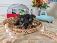 Cane, a male Yorkshire Terrier for sale in Loogootee, IN – 5 of 10