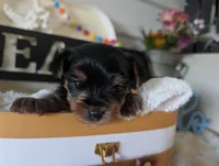 Princess, a female Yorkshire Terrier for sale in Loogootee, IN – 4 of 10