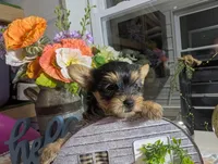 Xyla, a female Yorkshire Terrier for sale in Loogootee, IN – 6 of 10