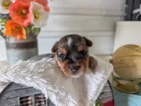 Xander, a male Yorkshire Terrier for sale in Loogootee, IN – 5 of 10