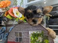Xyla, a female Yorkshire Terrier for sale in Loogootee, IN – 10 of 10