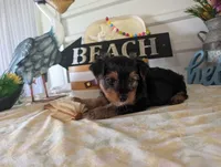 Cooper, a male Yorkshire Terrier for sale in Loogootee, IN – 10 of 10