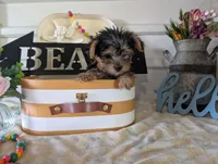 Brooks, a male Yorkshire Terrier for sale in Loogootee, IN – 6 of 10