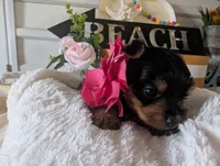 Princess, a female Yorkshire Terrier for sale in Loogootee, IN – 9 of 10