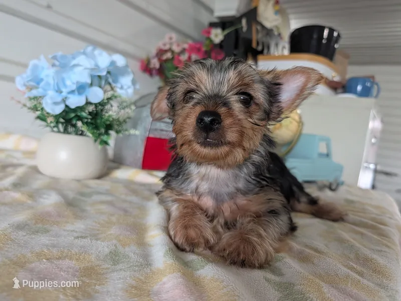 Cane – Yorkshire Terrier puppy for sale in Loogootee, IN