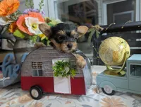 Xyla, a female Yorkshire Terrier for sale in Loogootee, IN – 9 of 10