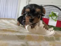 Buckley , a male Yorkshire Terrier for sale in Loogootee, IN – 9 of 10