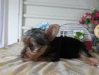 Cane, a male Yorkshire Terrier for sale in Loogootee, IN – 6 of 10