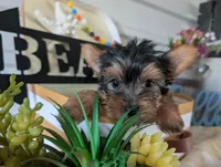 Buckley, a male Yorkshire Terrier for sale in Loogootee, IN – 5 of 9