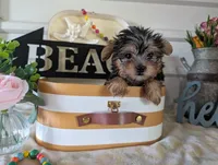 Brooks, a male Yorkshire Terrier for sale in Loogootee, IN – 7 of 10