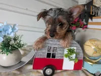 Cane, a male Yorkshire Terrier for sale in Loogootee, IN – 10 of 10