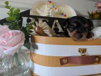 Princess, a female Yorkshire Terrier for sale in Loogootee, IN – 2 of 10