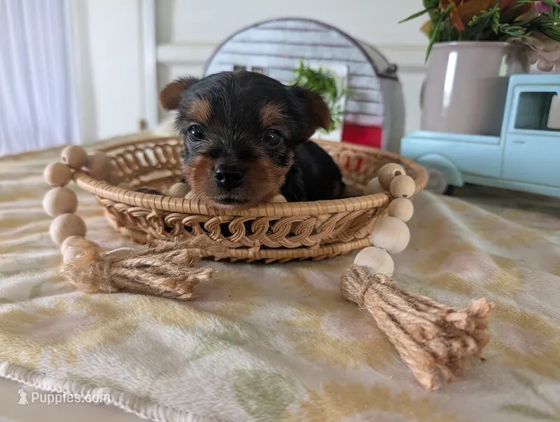 Cane – Yorkshire Terrier puppy for sale in Loogootee, IN