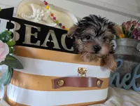 Brooks, a male Yorkshire Terrier for sale in Loogootee, IN – 10 of 10