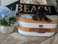 Preston, a male Yorkshire Terrier for sale in Loogootee, IN – 9 of 9
