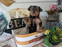 Cooper, a male Yorkshire Terrier for sale in Loogootee, IN – 3 of 10