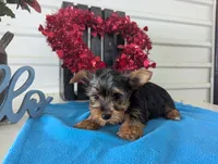 Cinnamon, a male Yorkshire Terrier for sale in Loogootee, IN – Photo 5 of 10