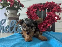 Cinnamon, a male Yorkshire Terrier for sale in Loogootee, IN – Photo 10 of 10