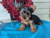 Cinnamon, a male Yorkshire Terrier for sale in Loogootee, IN – Photo 1 of 10