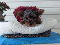 Cinnamon, a male Yorkshire Terrier for sale in Loogootee, IN – Photo 6 of 10