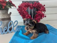 Cinnamon, a male Yorkshire Terrier for sale in Loogootee, IN – Photo 3 of 10