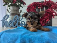 Cinnamon, a male Yorkshire Terrier for sale in Loogootee, IN – Photo 9 of 10