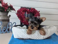 Cinnamon, a male Yorkshire Terrier for sale in Loogootee, IN – Photo 2 of 10