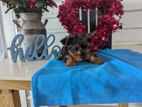 Cinnamon, a male Yorkshire Terrier for sale in Loogootee, IN – Photo 8 of 10