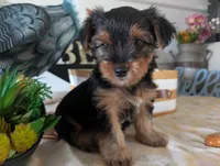 Cooper, a male Yorkshire Terrier for sale in Loogootee, IN – 2 of 10