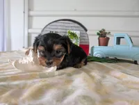 Buckley , a male Yorkshire Terrier for sale in Loogootee, IN – 2 of 10