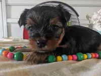 Cora, a female Yorkshire Terrier for sale in Loogootee, IN – 9 of 10