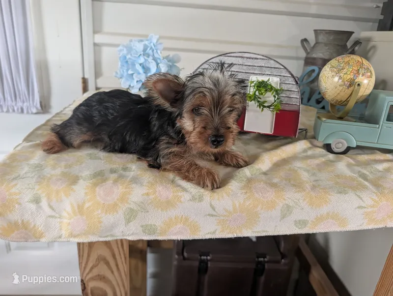 Cane – Yorkshire Terrier puppy for sale in Loogootee, IN