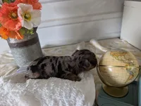 Xander, a male Yorkshire Terrier for sale in Loogootee, IN – 4 of 10