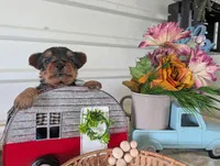 Cane, a male Yorkshire Terrier for sale in Loogootee, IN – 3 of 10