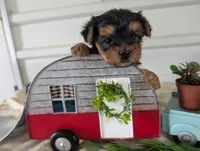 Brooks, a male Yorkshire Terrier for sale in Loogootee, IN – 10 of 10