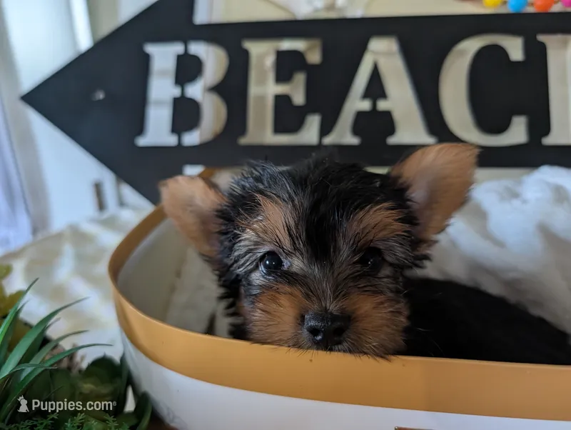 Buckley – Yorkshire Terrier puppy for sale in Loogootee, IN