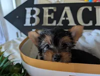 Buckley, a male Yorkshire Terrier for sale in Loogootee, IN – 1 of 9