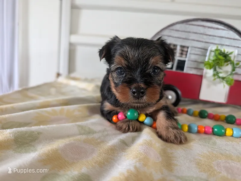 Cora – Yorkshire Terrier puppy for sale in Loogootee, IN