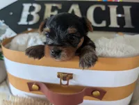 Preston, a male Yorkshire Terrier for sale in Loogootee, IN – 3 of 9