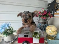 Cane, a male Yorkshire Terrier for sale in Loogootee, IN – 3 of 10