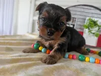 Cora, a female Yorkshire Terrier for sale in Loogootee, IN – 2 of 10