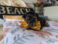 Paxton, a male Yorkshire Terrier for sale in Loogootee, IN – 5 of 10
