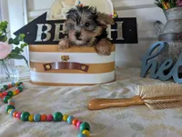 Brooks, a male Yorkshire Terrier for sale in Loogootee, IN – 8 of 10