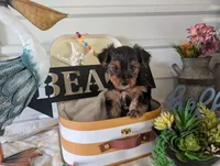 Cooper, a male Yorkshire Terrier for sale in Loogootee, IN – 7 of 10