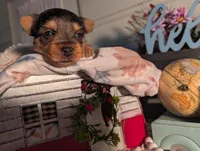 Teddy, a male Yorkshire Terrier for sale in Loogootee, IN – Photo 3 of 10