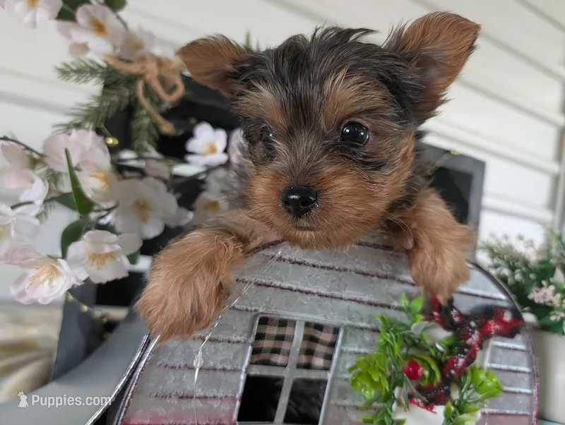 Teddy – Yorkshire Terrier puppy for sale in Loogootee, IN