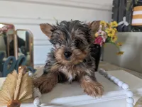 Teddy, a male Yorkshire Terrier for sale in Loogootee, IN – Photo 3 of 10