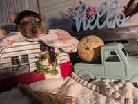 Teddy, a male Yorkshire Terrier for sale in Loogootee, IN – Photo 8 of 10