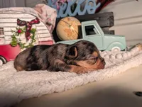 Teddy, a male Yorkshire Terrier for sale in Loogootee, IN – Photo 5 of 10